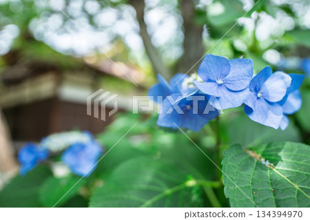 Photographing hydrangeas blooming in the grounds of Kanshuji Temple in Yamashina Ward, Kyoto City Photographing hydrangeas blooming in the grounds of Kanshuji Temple in Yamashina Ward, Kyoto City 134394970