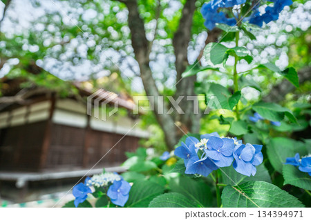 Photographing hydrangeas blooming in the grounds of Kanshuji Temple in Yamashina Ward, Kyoto City 134394971