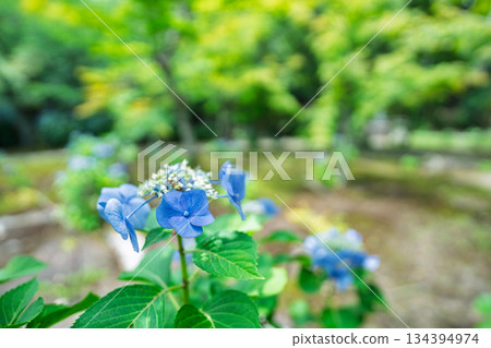 在京都市山科區勘修寺院內拍攝盛開的繡球花 134394974
