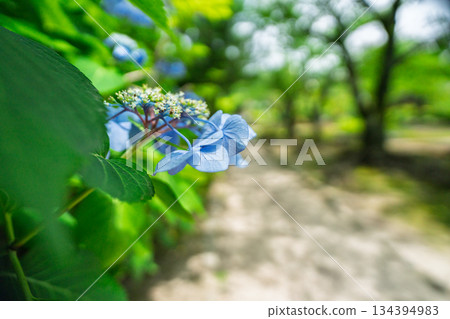 Photographing hydrangeas blooming in the grounds of Kanshuji Temple in Yamashina Ward, Kyoto City 134394983