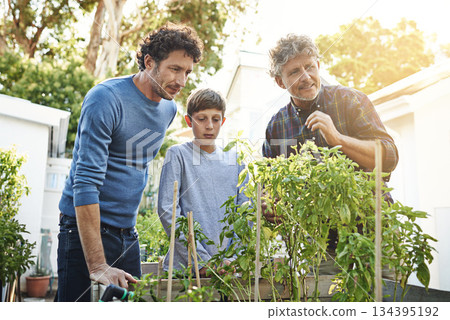 Men with boy working in garden in backyard with generations, grandfather with father and kid with plants. Sustainability, love and nature with family outdoor with green leaves and gardening at home 134395192