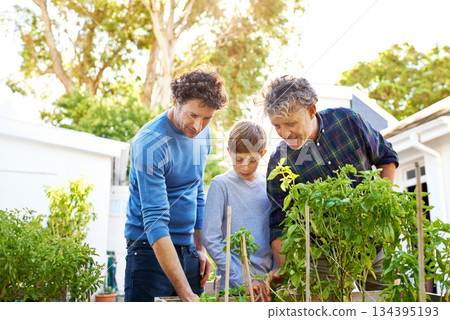 Family, generations and helping in garden in backyard with grandfather, father and child with nature and plants. Bonding, love and care for men or boy outdoor with green fingers and gardening at home 134395193