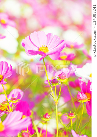 Flowers around the house, various in all seasons. Beautiful colorful cosmos flowers bloom in the park's flower garden, swaying in the autumn breeze. Flowers around the house, various in all seasons. Beautiful colorful cosmos flowers bloom in the park's flower garden, swaying in the autumn breeze. 134395241