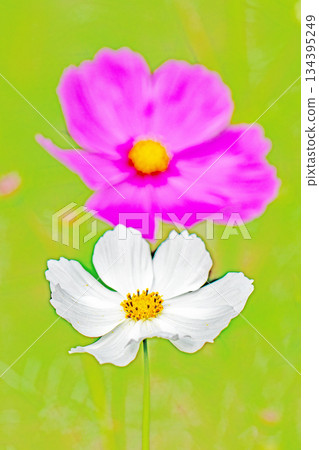 Flowers around the house, various in all seasons. Beautiful colorful cosmos flowers bloom in the park's flower garden, swaying in the autumn breeze. Flowers around the house, various in all seasons. Beautiful colorful cosmos flowers bloom in the park's flower garden, swaying in the autumn breeze. 134395249