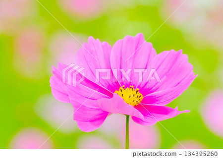 Flowers around the house, various in all seasons. Beautiful colorful cosmos flowers bloom in the park's flower garden, swaying in the autumn breeze. Flowers around the house, various in all seasons. Beautiful colorful cosmos flowers bloom in the park's flower garden, swaying in the autumn breeze. 134395260