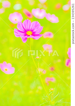 屋子周圍鮮花盛開,四季各異。公園花園裡,美麗的彩色波斯菊在秋風中搖曳。 屋子周圍鮮花盛開,四季各異。公園花園裡,美麗的彩色波斯菊在秋風中搖曳。 134395261