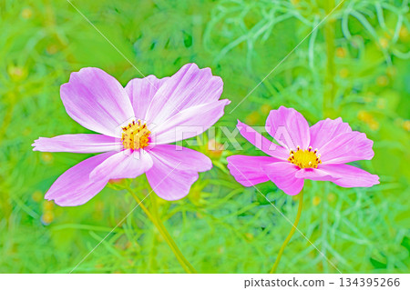 Flowers around the house, various in all seasons. Beautiful colorful cosmos flowers bloom in the park's flower garden, swaying in the autumn breeze. Flowers around the house, various in all seasons. Beautiful colorful cosmos flowers bloom in the park's flower garden, swaying in the autumn breeze. 134395266