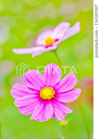 屋子周圍鮮花盛開，四季各異。公園花園裡，美麗的彩色波斯菊在秋風中搖曳。 134395307