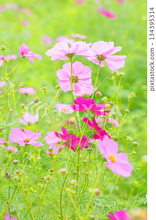 屋子周圍鮮花盛開,四季各異。公園花園裡,美麗的彩色波斯菊在秋風中搖曳。 屋子周圍鮮花盛開,四季各異。公園花園裡,美麗的彩色波斯菊在秋風中搖曳。 134395314