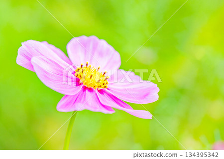 Flowers around the house, various in all seasons. Beautiful colorful cosmos flowers bloom in the park's flower garden, swaying in the autumn breeze. Flowers around the house, various in all seasons. Beautiful colorful cosmos flowers bloom in the park's flower garden, swaying in the autumn breeze. 134395342
