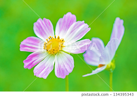 Flowers around the house, various in all seasons. Beautiful colorful cosmos flowers bloom in the park's flower garden, swaying in the autumn breeze. Flowers around the house, various in all seasons. Beautiful colorful cosmos flowers bloom in the park's flower garden, swaying in the autumn breeze. 134395343