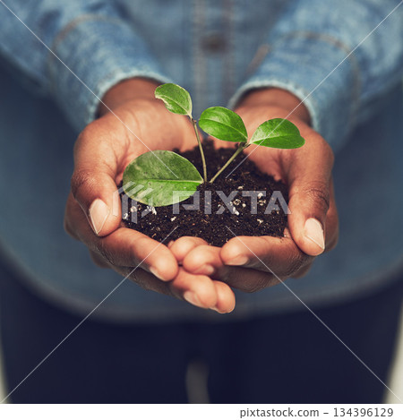 Closeup, man and hands with plant with eco friendly for the environment and sustainability with recycling. Entrepreneur, male person and hand with fertilizer for green energy and growing at a farm. Closeup, man and hands with plant with eco friendly for the environment and sustainability with recycling. Entrepreneur, male person and hand with fertilizer for green energy and growing at a farm. 134396129