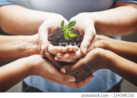 Plant, hands and group of people volunteering, agriculture and agriculture growth or collaboration, help and teamwork. Palm, sapling soil and diversity woman, man or community in sustainable farming Plant, hands and group of people volunteering, agriculture and agriculture growth or collaboration, help and teamwork. Palm, sapling soil and diversity woman, man or community in sustainable farming 134396138