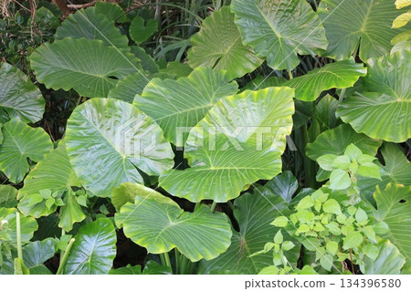 Leaves of Alocasia that grows in the subtropics Leaves of Alocasia that grows in the subtropics 134396580