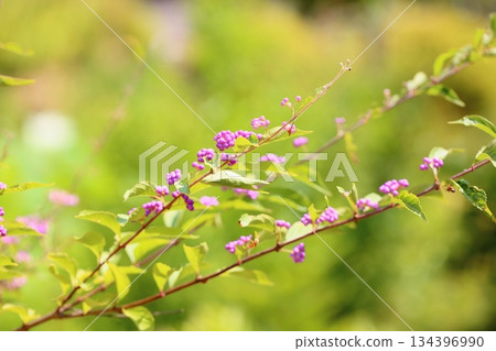 Cute purple berry fruit Cute purple berry fruit 134396990