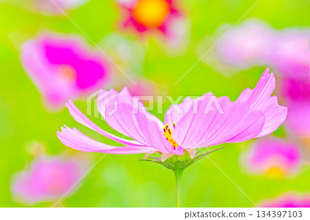 屋子周圍鮮花盛開,四季各異。公園花園裡,美麗的彩色波斯菊在秋風中搖曳。 屋子周圍鮮花盛開,四季各異。公園花園裡,美麗的彩色波斯菊在秋風中搖曳。 134397103
