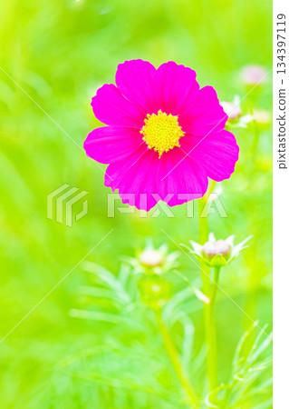 Flowers around the house, various in all seasons. Beautiful colorful cosmos flowers bloom in the park's flower garden, swaying in the autumn breeze. Flowers around the house, various in all seasons. Beautiful colorful cosmos flowers bloom in the park's flower garden, swaying in the autumn breeze. 134397119
