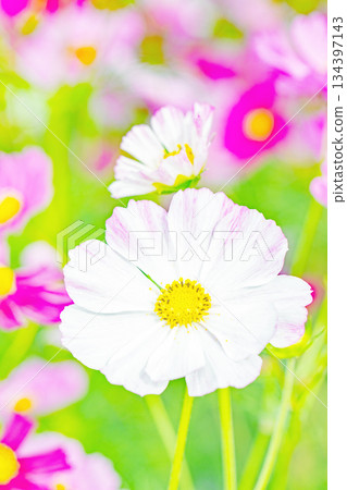 Flowers around the house, various in all seasons. Beautiful colorful cosmos flowers bloom in the park's flower garden, swaying in the autumn breeze. Flowers around the house, various in all seasons. Beautiful colorful cosmos flowers bloom in the park's flower garden, swaying in the autumn breeze. 134397143