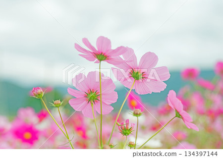 屋子周圍鮮花盛開，四季各異。公園花園裡，美麗的彩色波斯菊在秋風中搖曳。 134397144