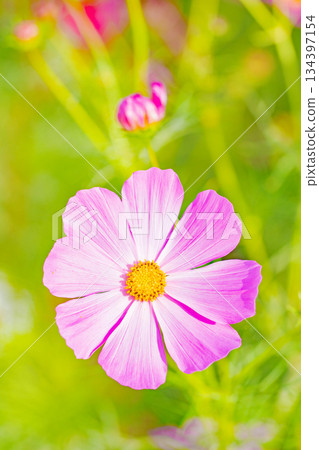 Flowers around the house, various in all seasons. Beautiful colorful cosmos flowers bloom in the park's flower garden, swaying in the autumn breeze. Flowers around the house, various in all seasons. Beautiful colorful cosmos flowers bloom in the park's flower garden, swaying in the autumn breeze. 134397154