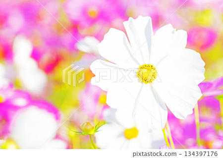 Flowers around the house, various in all seasons. Beautiful colorful cosmos flowers bloom in the park's flower garden, swaying in the autumn breeze. Flowers around the house, various in all seasons. Beautiful colorful cosmos flowers bloom in the park's flower garden, swaying in the autumn breeze. 134397176
