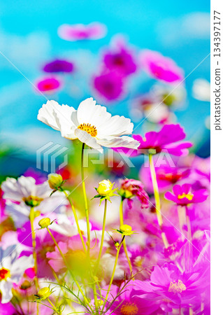 Flowers around the house, various in all seasons. Beautiful colorful cosmos flowers bloom in the park's flower garden, swaying in the autumn breeze. Flowers around the house, various in all seasons. Beautiful colorful cosmos flowers bloom in the park's flower garden, swaying in the autumn breeze. 134397177