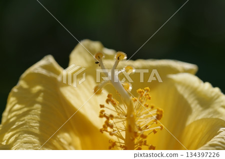 黃芙蓉 黃芙蓉 134397226