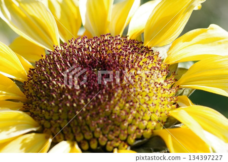 Yellow flower Yellow flower 134397227