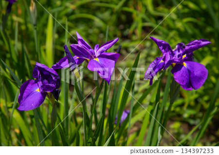 Irises at Sankeien Garden Irises at Sankeien Garden 134397233