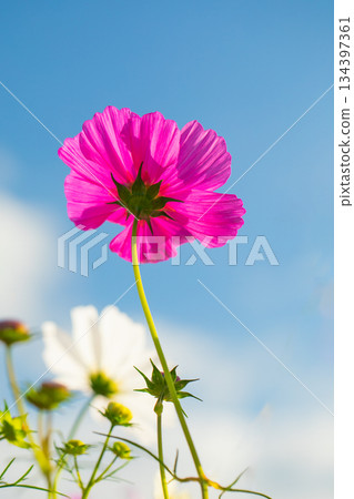 Flowers around the house, various in all seasons. Beautiful colorful cosmos flowers bloom in the park's flower garden, swaying in the autumn breeze. Flowers around the house, various in all seasons. Beautiful colorful cosmos flowers bloom in the park's flower garden, swaying in the autumn breeze. 134397361