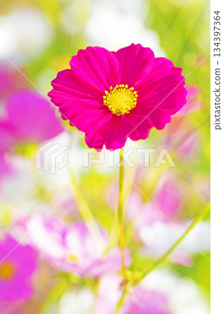 屋子周圍鮮花盛開,四季各異。公園花園裡,美麗的彩色波斯菊在秋風中搖曳。 屋子周圍鮮花盛開,四季各異。公園花園裡,美麗的彩色波斯菊在秋風中搖曳。 134397364