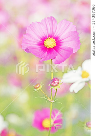 屋子周圍鮮花盛開，四季各異。公園花園裡，美麗的彩色波斯菊在秋風中搖曳。 134397366