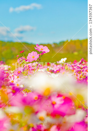 屋子周圍鮮花盛開，四季各異。公園花園裡，美麗的彩色波斯菊在秋風中搖曳。 134397367