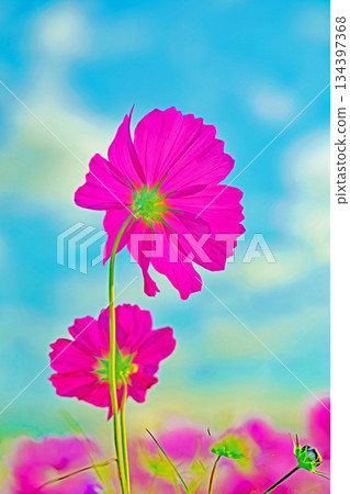 屋子周圍鮮花盛開,四季各異。公園花園裡,美麗的彩色波斯菊在秋風中搖曳。 屋子周圍鮮花盛開,四季各異。公園花園裡,美麗的彩色波斯菊在秋風中搖曳。 134397368
