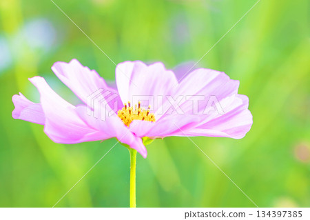 Flowers around the house, various in all seasons. Beautiful colorful cosmos flowers bloom in the park's flower garden, swaying in the autumn breeze. Flowers around the house, various in all seasons. Beautiful colorful cosmos flowers bloom in the park's flower garden, swaying in the autumn breeze. 134397385