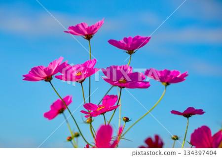 Flowers around the house, various in all seasons. Beautiful colorful cosmos flowers bloom in the park's flower garden, swaying in the autumn breeze. Flowers around the house, various in all seasons. Beautiful colorful cosmos flowers bloom in the park's flower garden, swaying in the autumn breeze. 134397404