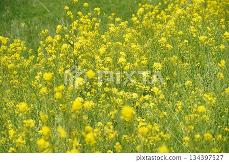 強姦開花 134397527