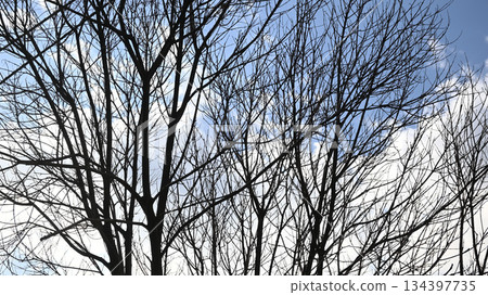 Withered trees and blue sky Withered trees and blue sky 134397735