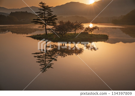 在滋賀縣蒲生郡日野町村井的日野川水壩，拍攝倒映在浮島上的重瓣櫻花。 134397809