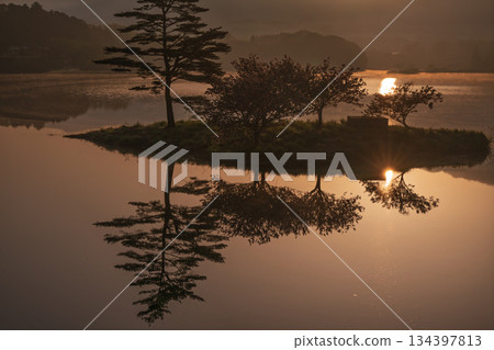 Photographing double cherry blossoms reflected on the surface of the floating island at the Hino River Dam in Murai, Hino Town, Gamo District, Shiga Prefecture 134397813