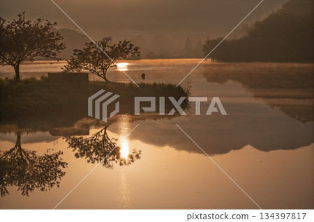Photographing double cherry blossoms reflected on the surface of the floating island at the Hino River Dam in Murai, Hino Town, Gamo District, Shiga Prefecture 134397817