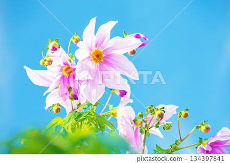 房子周圍的花朵 - 不同的季節 - 美麗的粉紅色帝王大麗花在初冬的藍天映襯下閃閃發光 房子周圍的花朵 - 不同的季節 - 美麗的粉紅色帝王大麗花在初冬的藍天映襯下閃閃發光 134397841