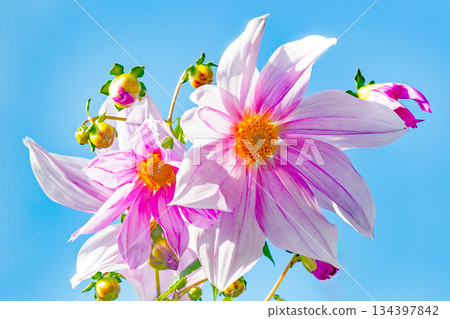Flowers around the house: Various seasonal plants. A beautiful pink Emperor Dahlia that stands out against the blue sky of early winter. Flowers around the house: Various seasonal plants. A beautiful pink Emperor Dahlia that stands out against the blue sky of early winter. 134397842