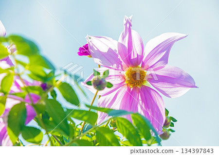 Flowers around the house: Various seasonal plants. A beautiful pink Emperor Dahlia that stands out against the blue sky of early winter. Flowers around the house: Various seasonal plants. A beautiful pink Emperor Dahlia that stands out against the blue sky of early winter. 134397843