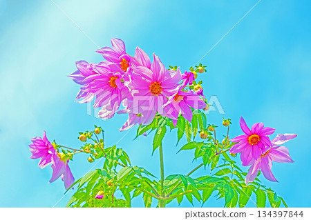 Flowers around the house: Various seasonal plants. A beautiful pink Emperor Dahlia that stands out against the blue sky of early winter. 134397844
