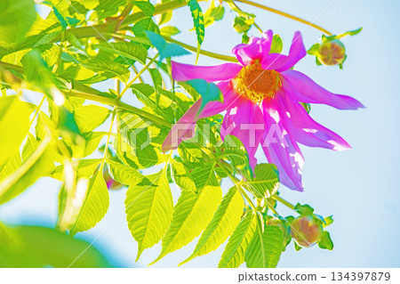房子周圍的花朵 - 不同的季節 - 美麗的粉紅色帝王大麗花在初冬的藍天映襯下閃閃發光 134397879