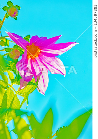 Flowers around the house: Various seasonal plants. A beautiful pink Emperor Dahlia that stands out against the blue sky of early winter. Flowers around the house: Various seasonal plants. A beautiful pink Emperor Dahlia that stands out against the blue sky of early winter. 134397883