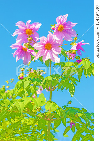 Flowers around the house: Various seasonal plants. A beautiful pink Emperor Dahlia that stands out against the blue sky of early winter. Flowers around the house: Various seasonal plants. A beautiful pink Emperor Dahlia that stands out against the blue sky of early winter. 134397897