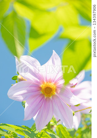 Flowers around the house: Various seasonal plants. A beautiful pink Emperor Dahlia that stands out against the blue sky of early winter. 134397906
