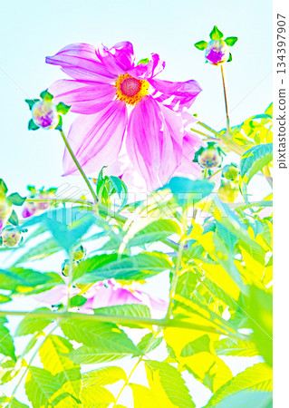 房子周圍的花朵 - 不同的季節 - 美麗的粉紅色帝王大麗花在初冬的藍天映襯下閃閃發光 134397907
